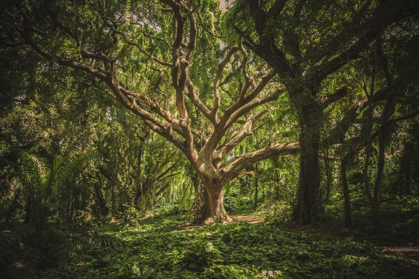 Day 3: Binary Tree-I